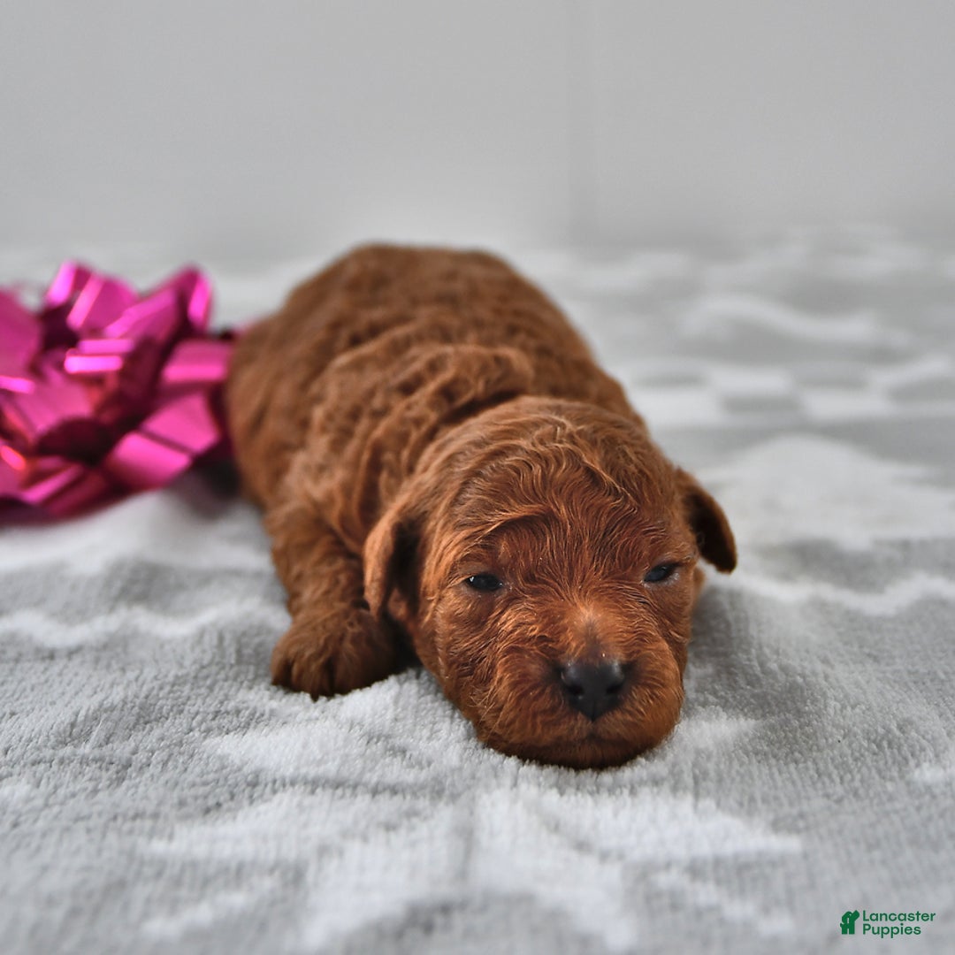 Mini Goldendoodle dogs for sale: Cookie - Ad 4