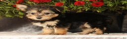 Yochon dogs for sale: Talia - Ad 8