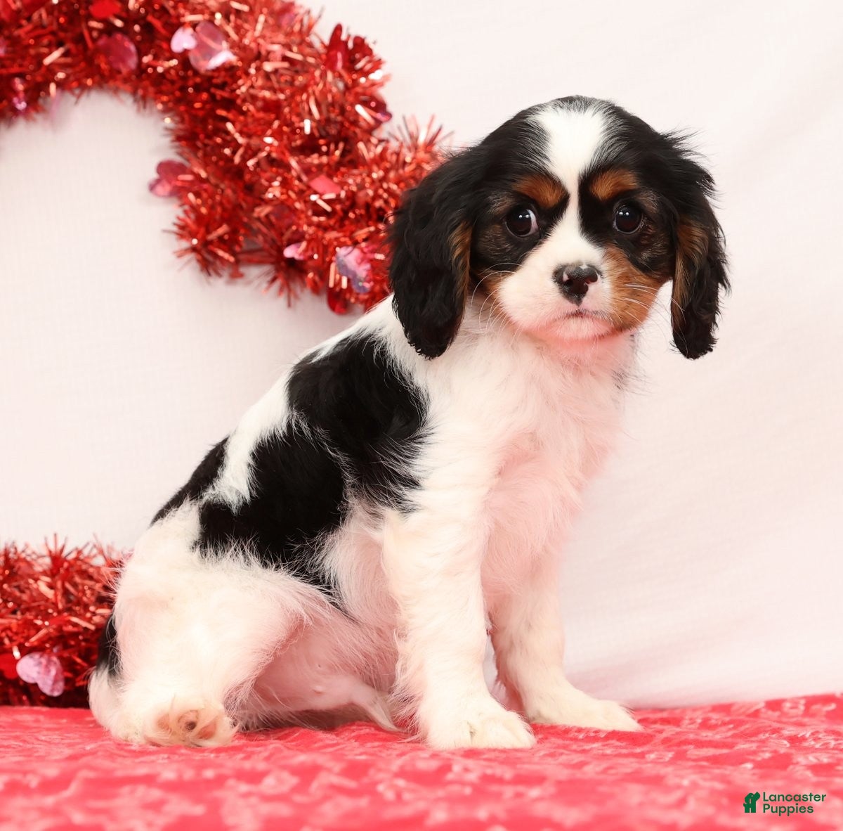 Cavalier King Charles Spaniel dogs Liam - Ad 2