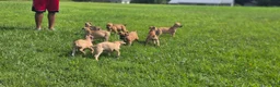 Cane Corso dogs for sale: Alonso & Rocco  - Ad 4
