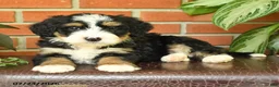 Bernedoodle dogs for sale: Jasper - Ad 3