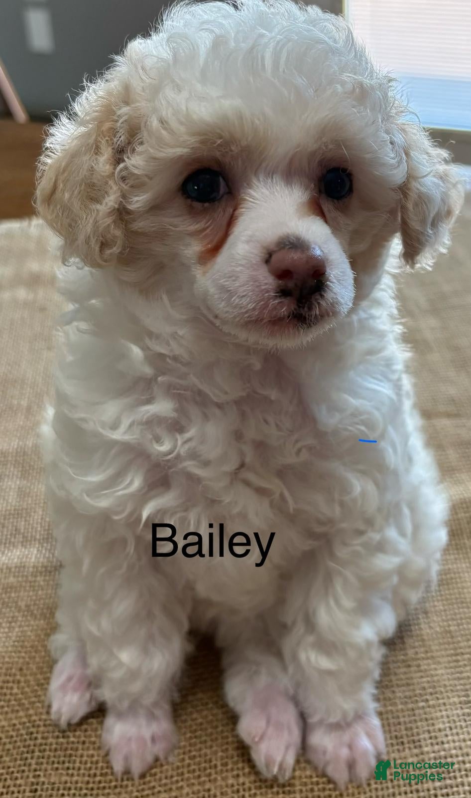 Miniature Poodle dogs Bailey - Ad 20