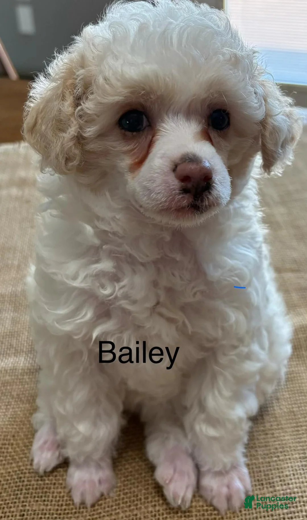 Miniature Poodle dogs for sale: Bailey - Ad 1
