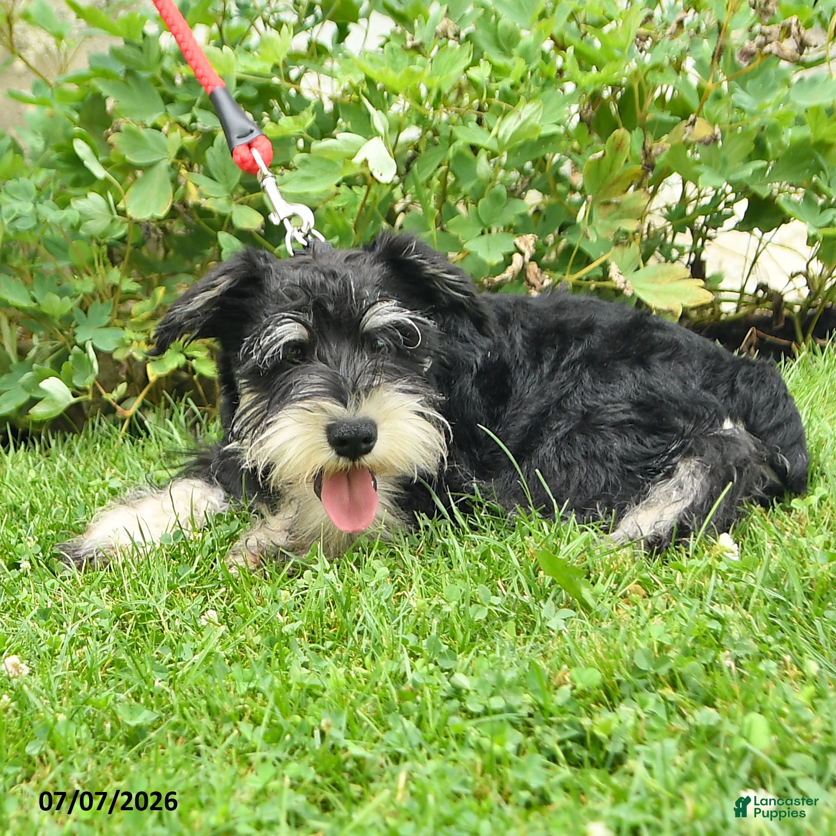 Miniature Schnauzer dogs George - Ad 2