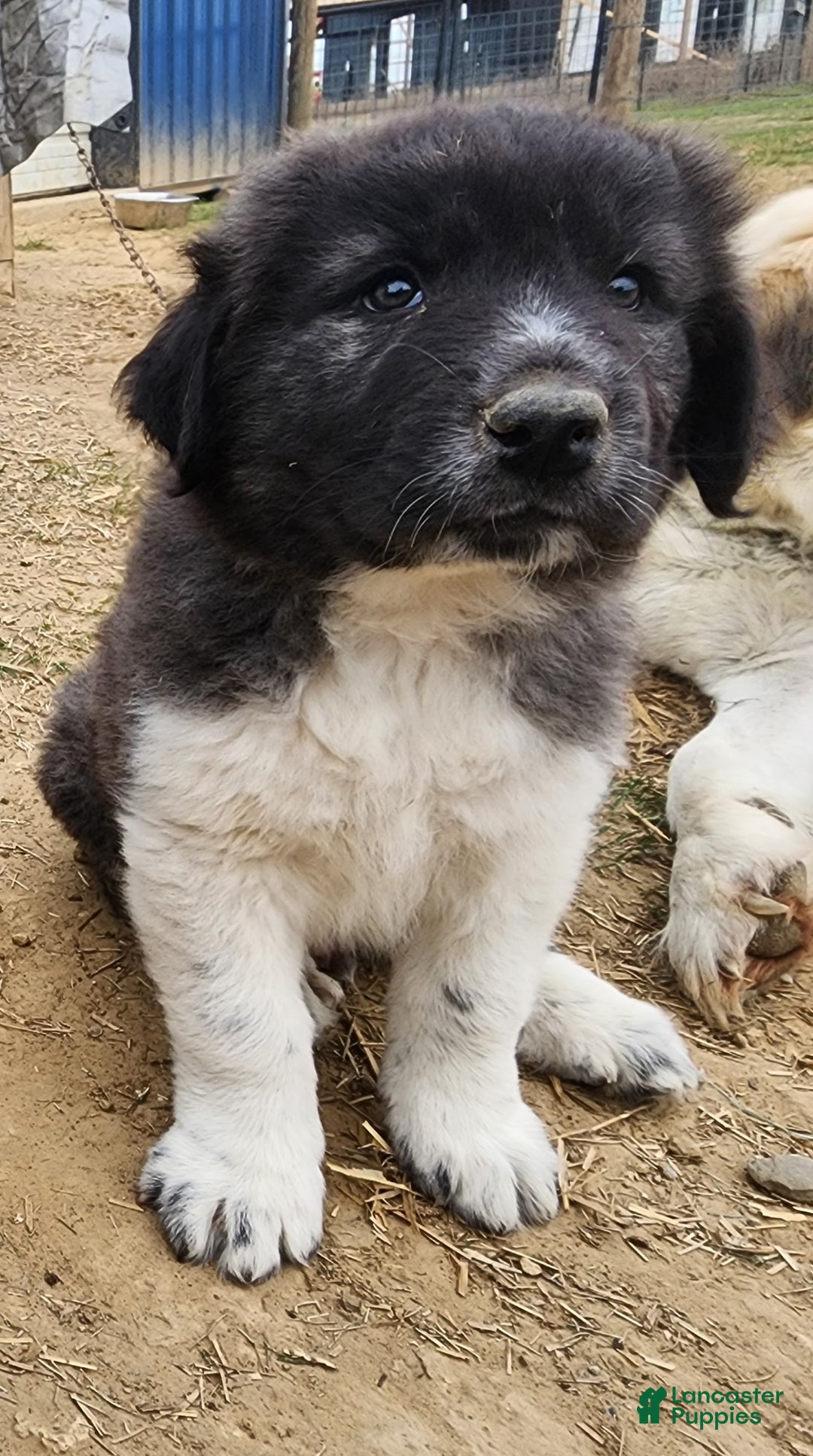 Anatolian Shepherd dogs for sale: Zena 2025 M1 - Ad 1