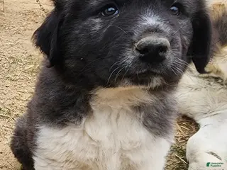 Anatolian Shepherd dogs Zena 2025 M1 - Ad 5