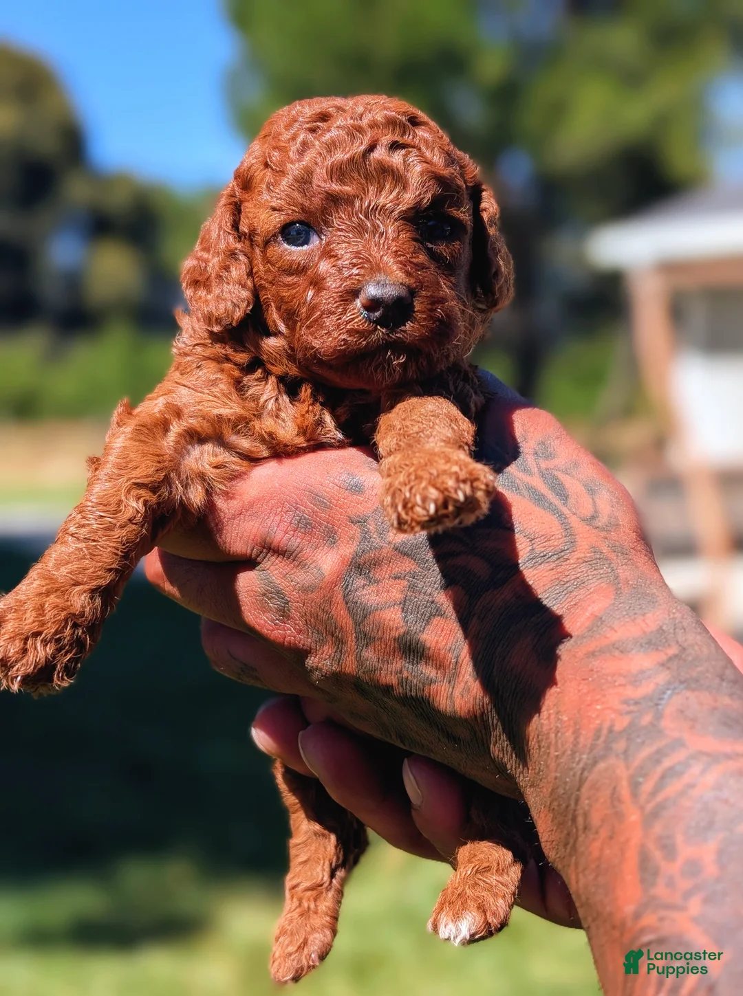 Mixed Breed dogs for sale: Strawberry  - Ad 1