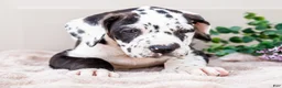 Great Dane dogs for sale: Lilly - Ad 3