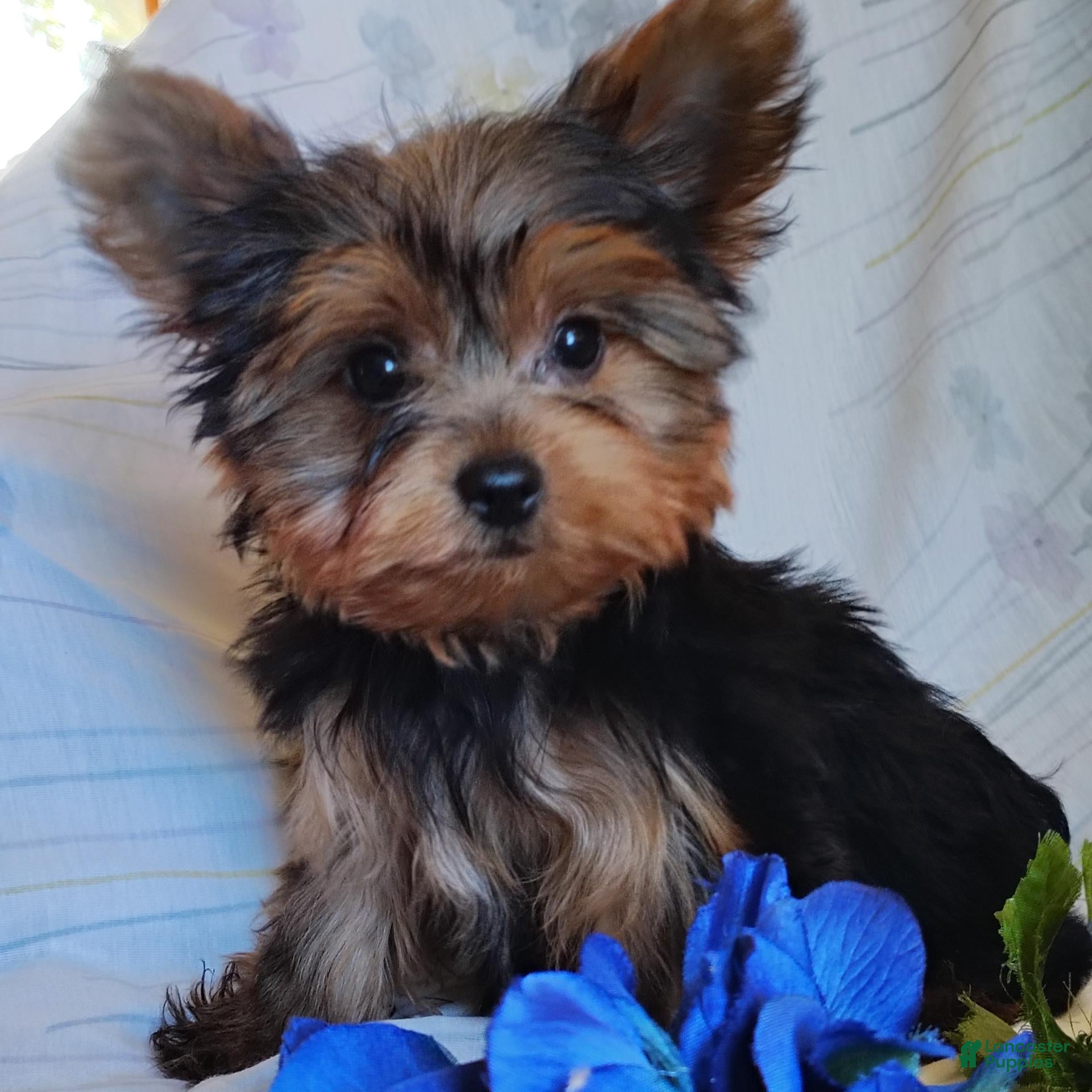 Yorkshire Terrier dogs Chip - Ad 1