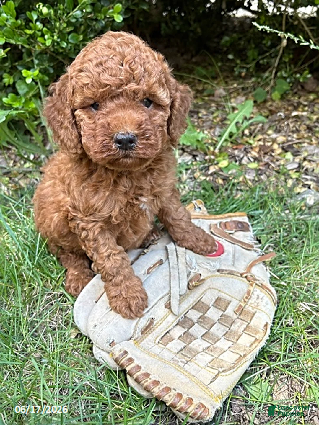 Mini Goldendoodle dogs for sale: Benson - Ad 1