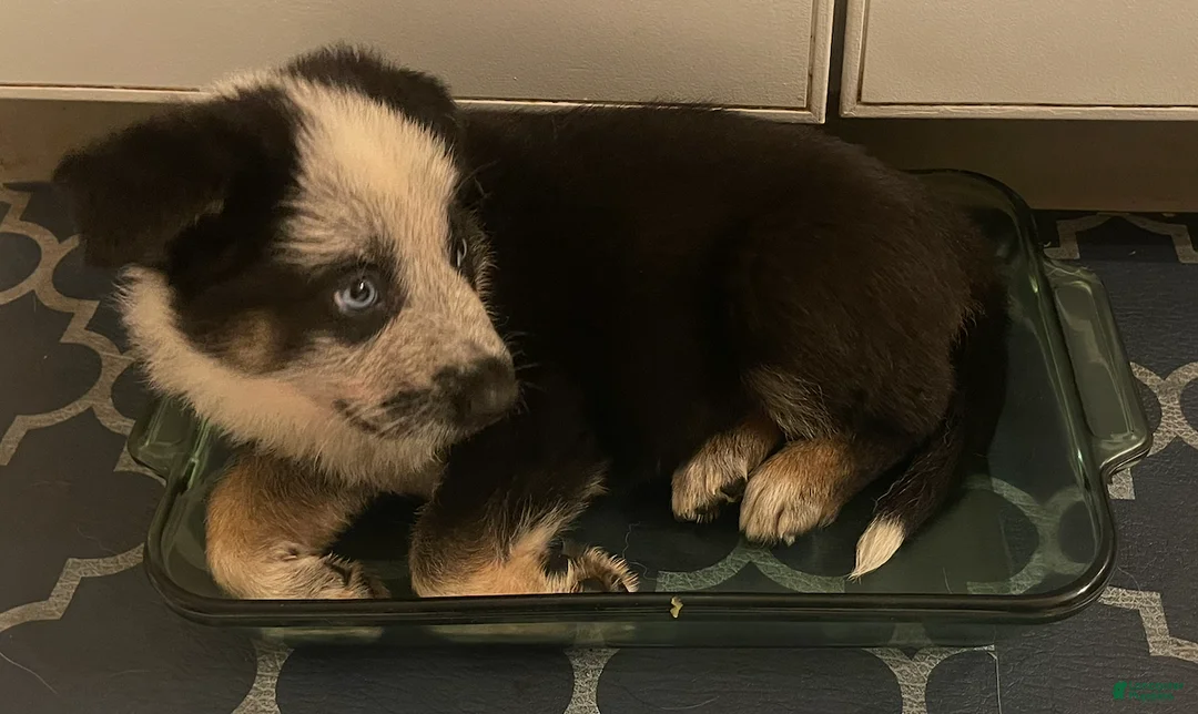 German Shepherd dogs for sale: Chica - German Shepherd Puppy  - Ad 4