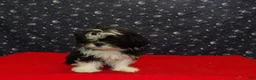 Shih Tzu dogs for sale: Margaret - Ad 3