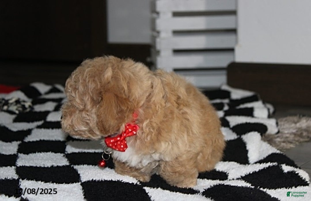 Bichpoo dogs for sale: Sammy - Ad 6