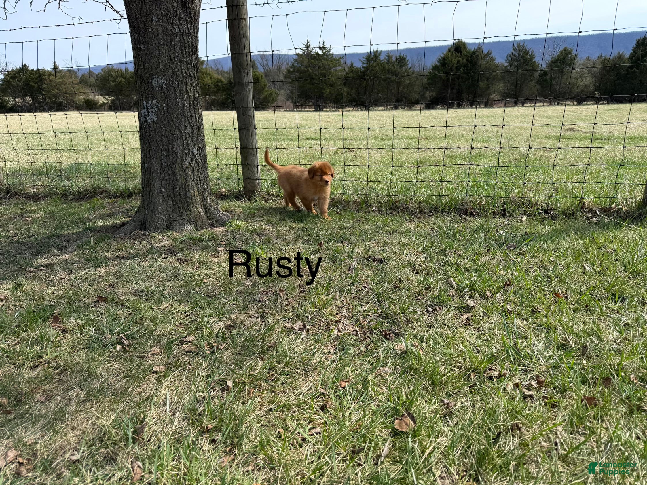Nova Scotia Duck Tolling Retriever dogs Nova Scotia Duck Tolling Retriever Puppy 4 - Ad 6