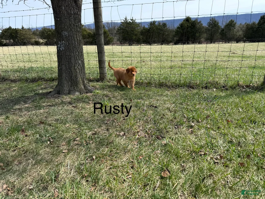 Nova Scotia Duck Tolling Retriever dogs for sale: Nova Scotia Duck Tolling Retriever Puppy 4 - Ad 1