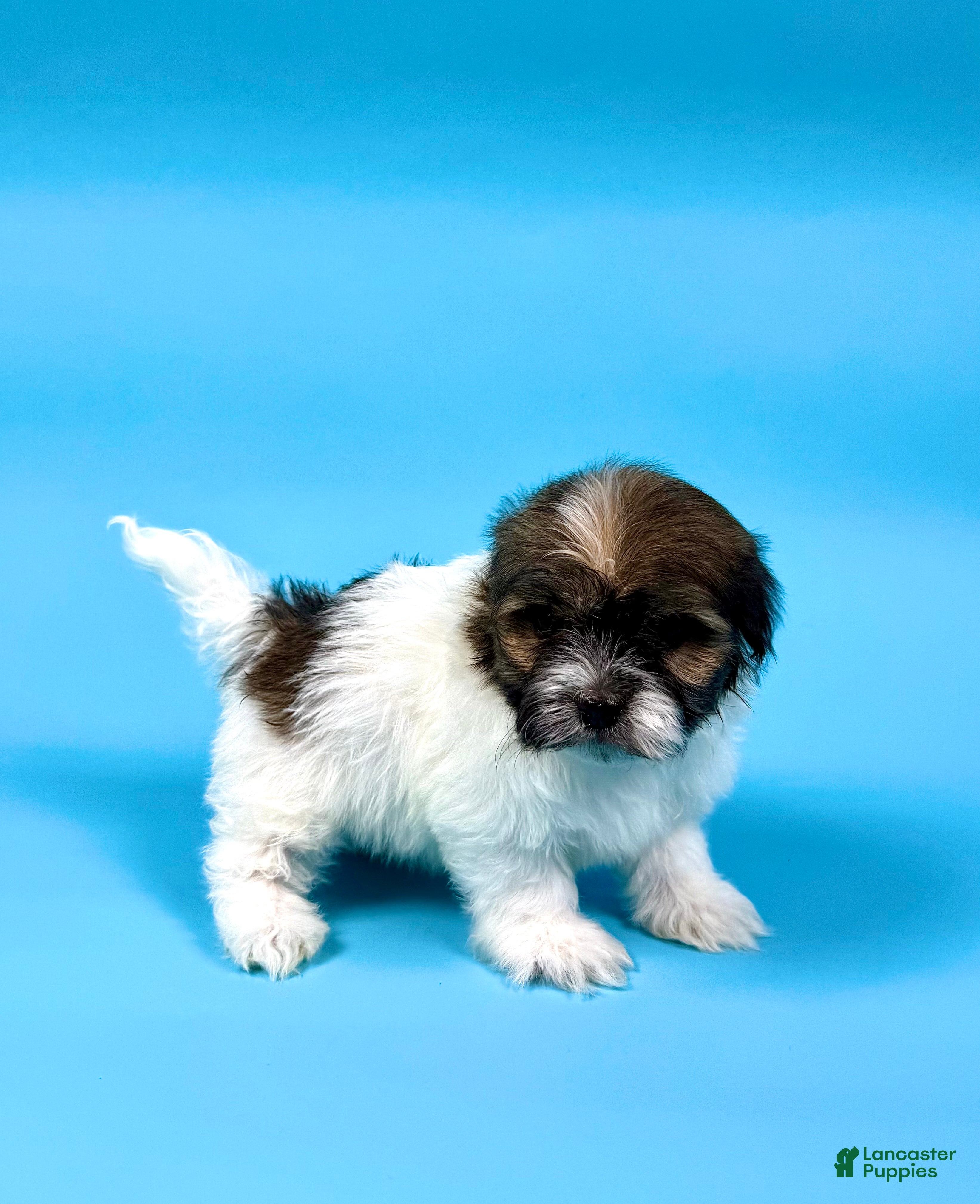 Havanese dogs VANCE - Ad 2