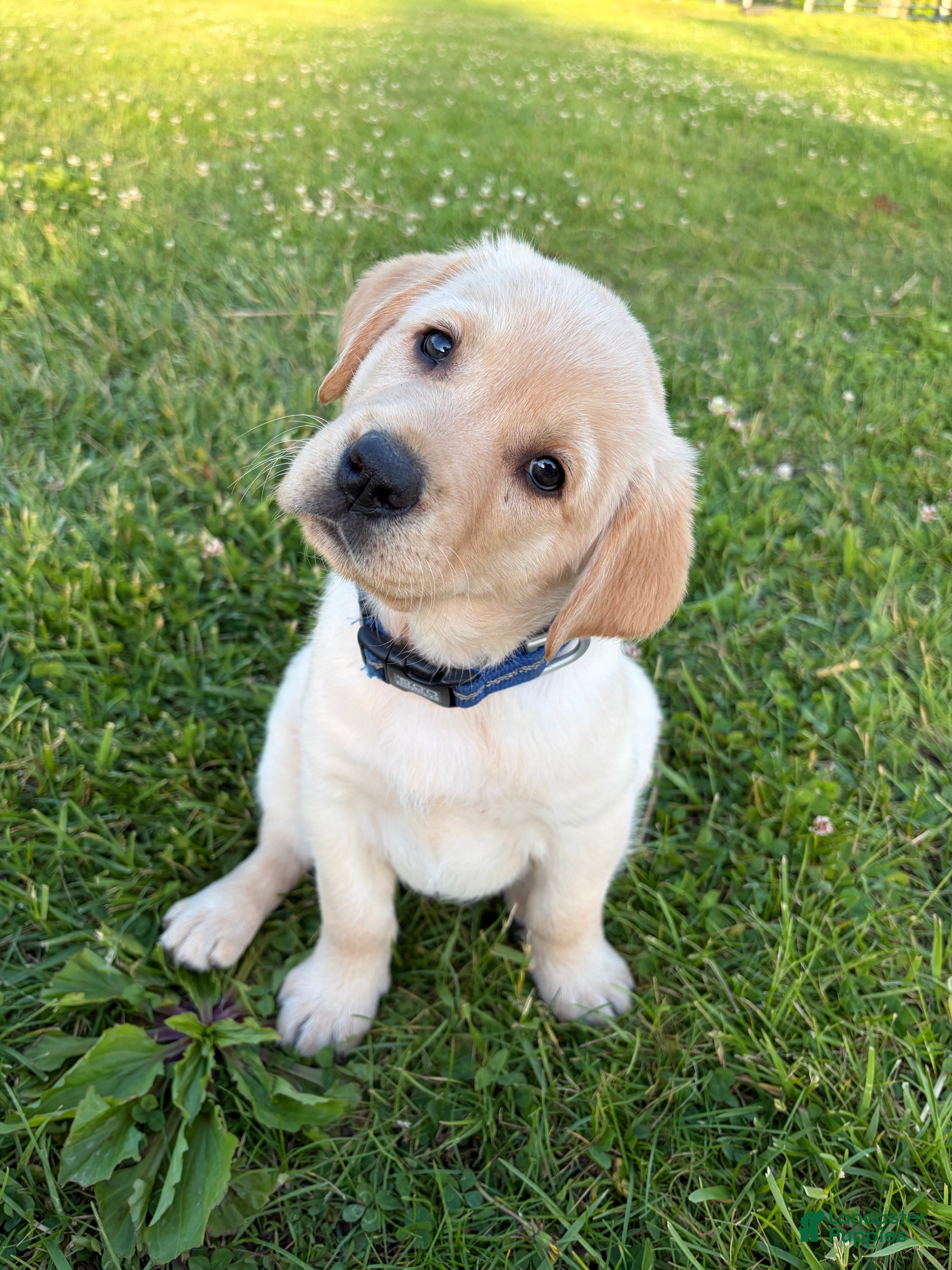 Labrador Retriever dogs Jessi - Ad 1