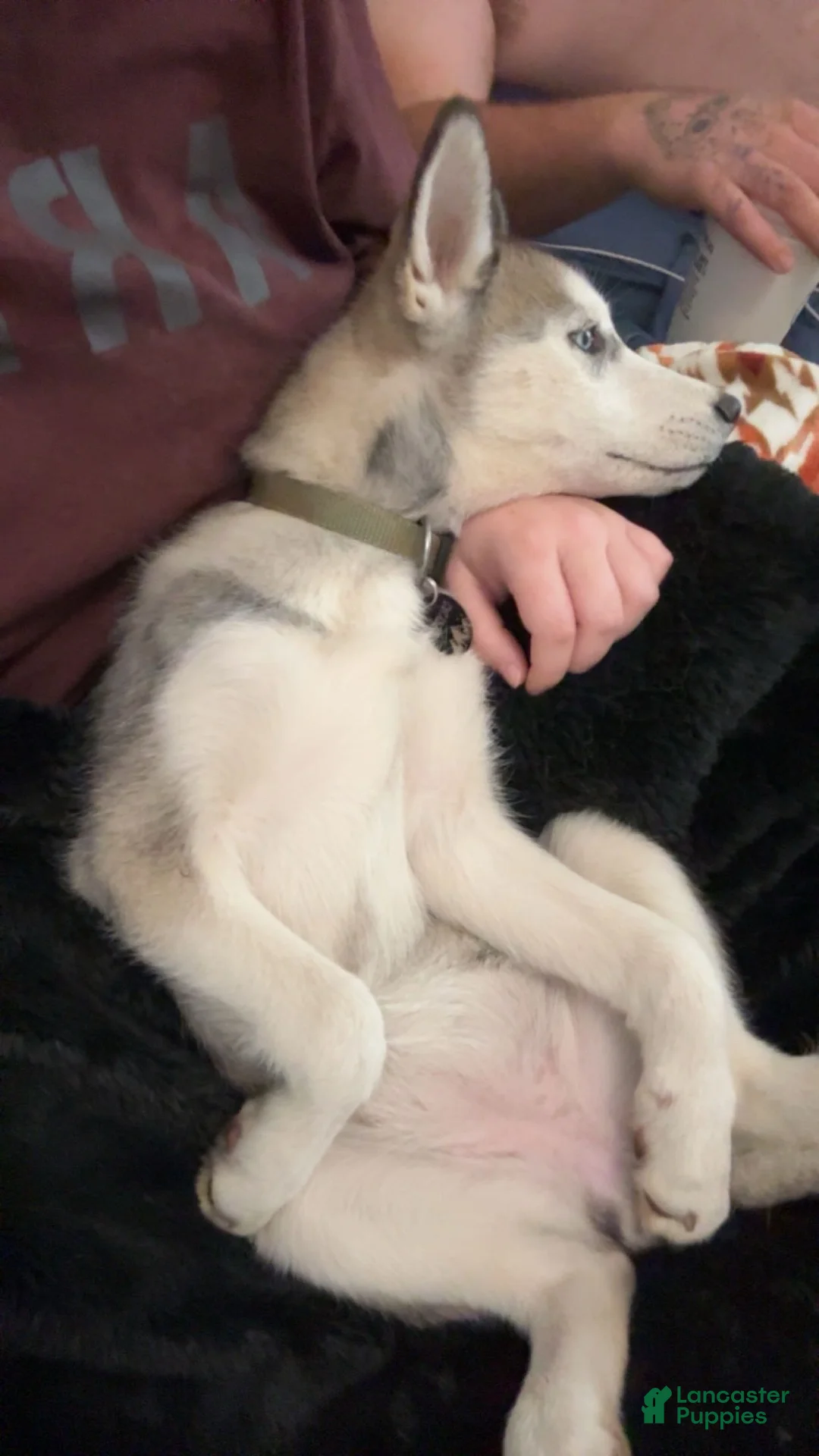 Siberian Husky dogs for sale: Siberian Husky Puppy 1 - Ad 1