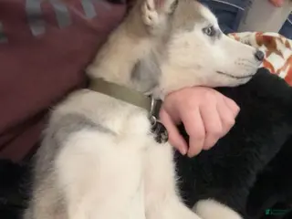 Siberian Husky dogs Siberian Husky Puppy 1 - Ad 7