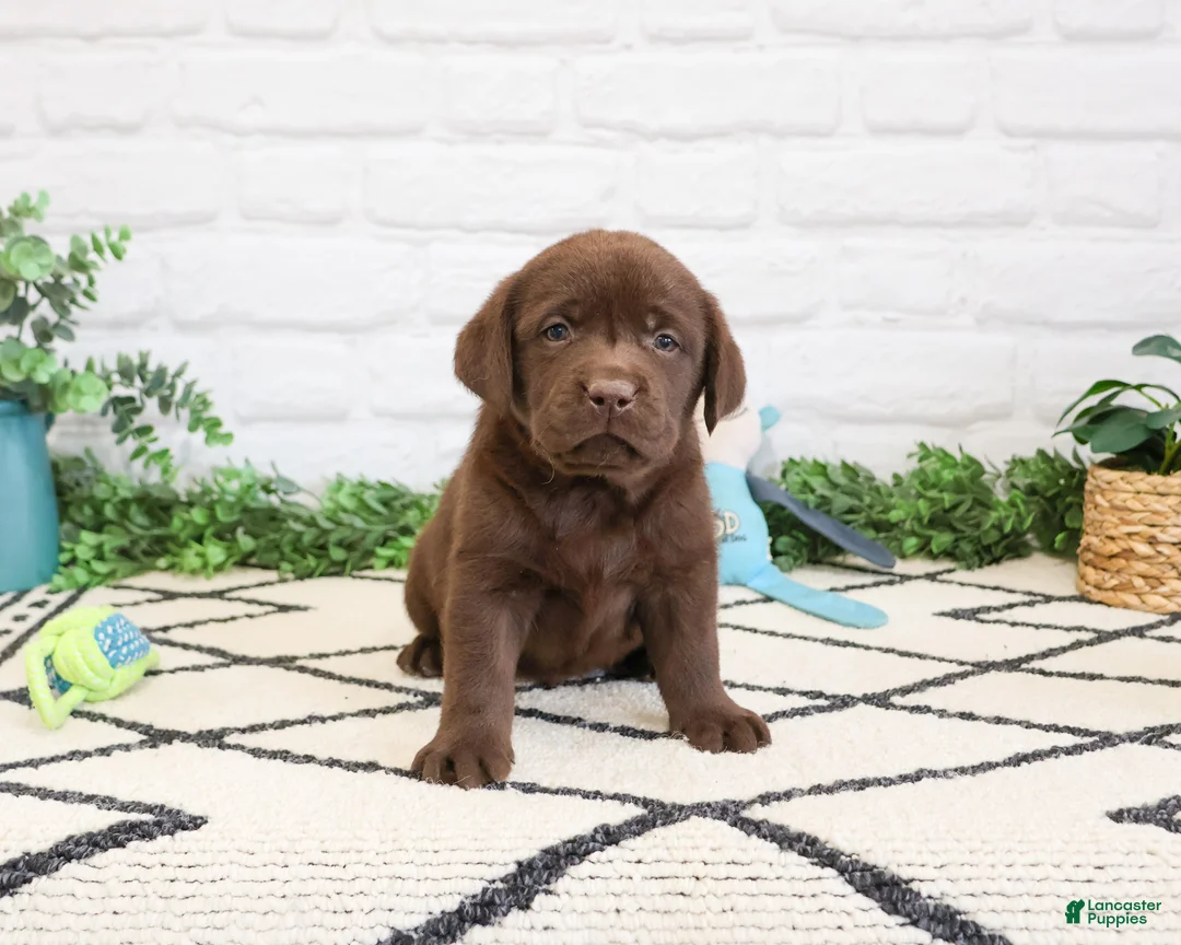 Labrador Retriever dogs for sale: Timon  - Ad 2