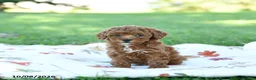 Toy Poodle dogs for sale: Chia  - Ad 4