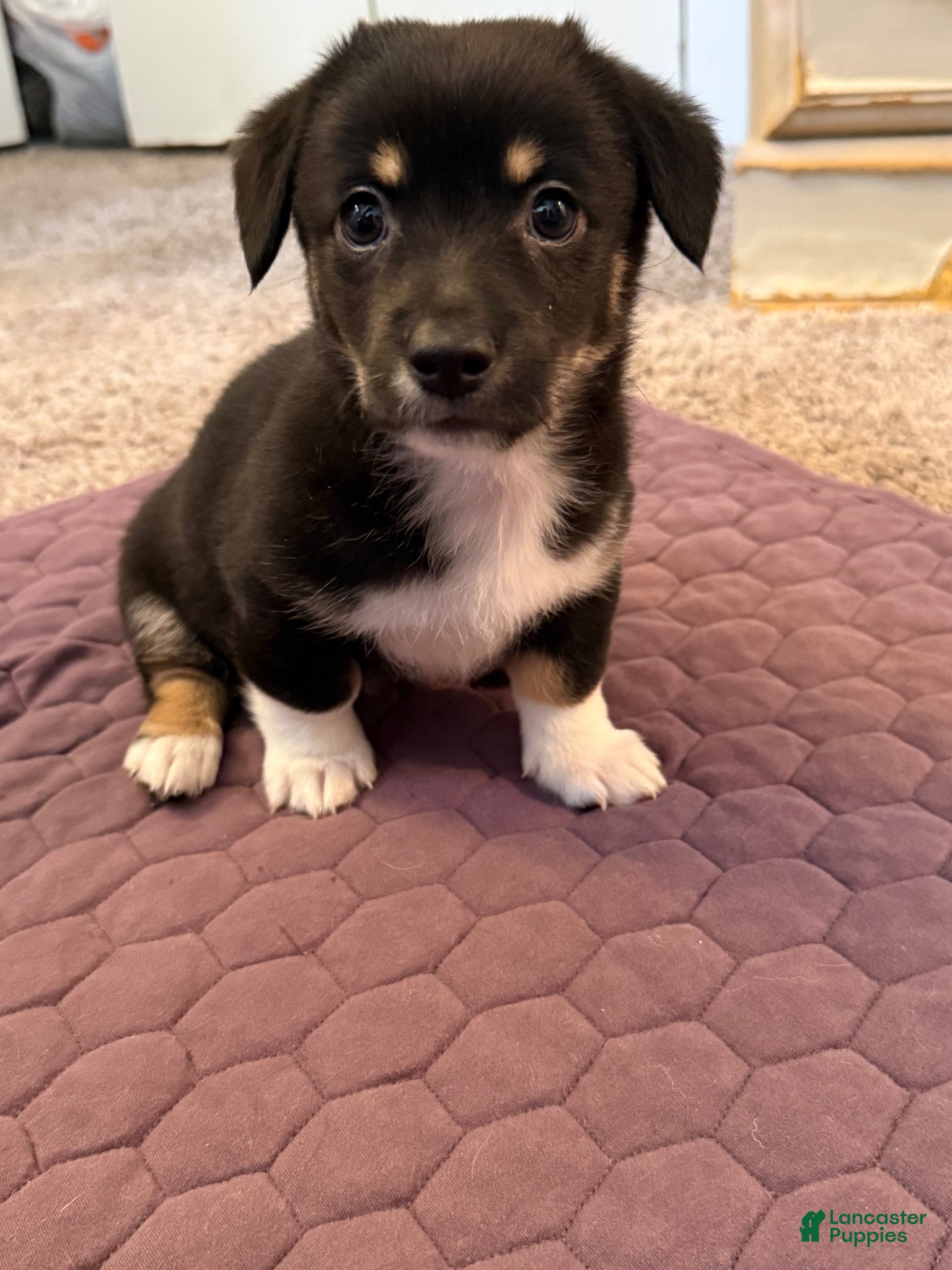 Mixed Breed dogs Mixed Breed 4 - Ad 11