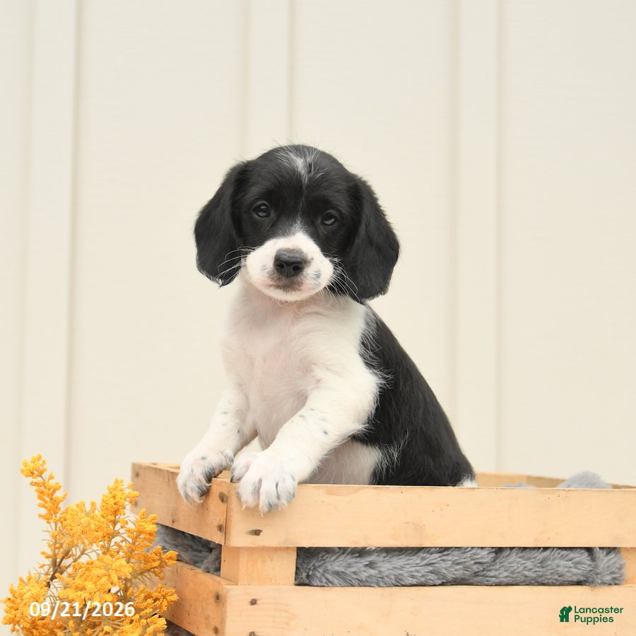 Mixed Breed dogs Fancy - Ad 2