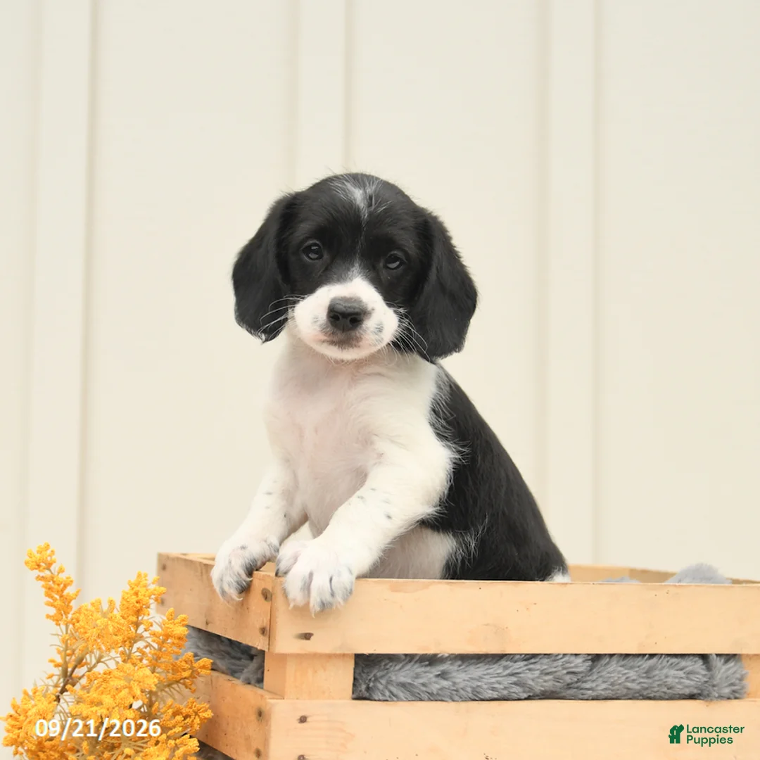 Mixed Breed dogs for sale: Fancy - Ad 2