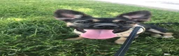 Mixed Breed dogs for sale: Mixed Breed 2 - Ad 3