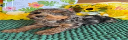 Cockapoo dogs for sale: Bella  - Ad 3