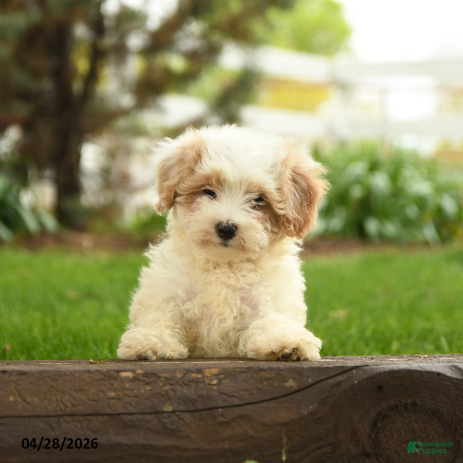 Maltipoo dogs Nutmeg  - Ad 1