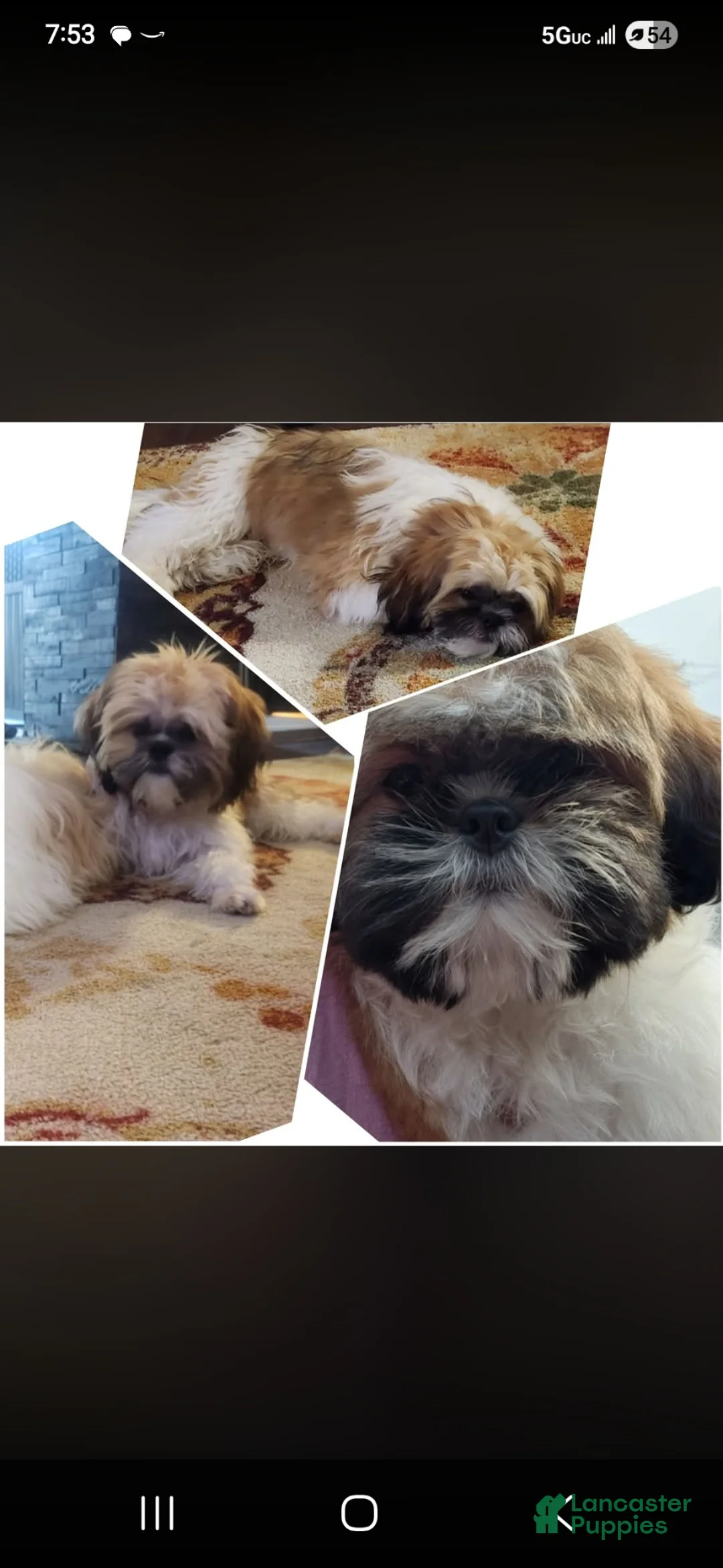 Shih Tzu dogs for sale: Bungee - Ad 3