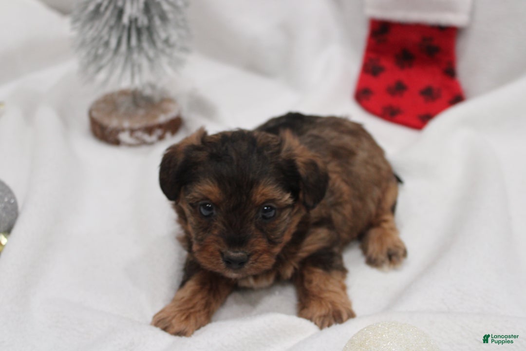 Yorkiepoo dogs for sale: Kaiden  - Ad 3