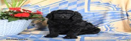 Standard Poodle dogs for sale: Visa - Ad 1