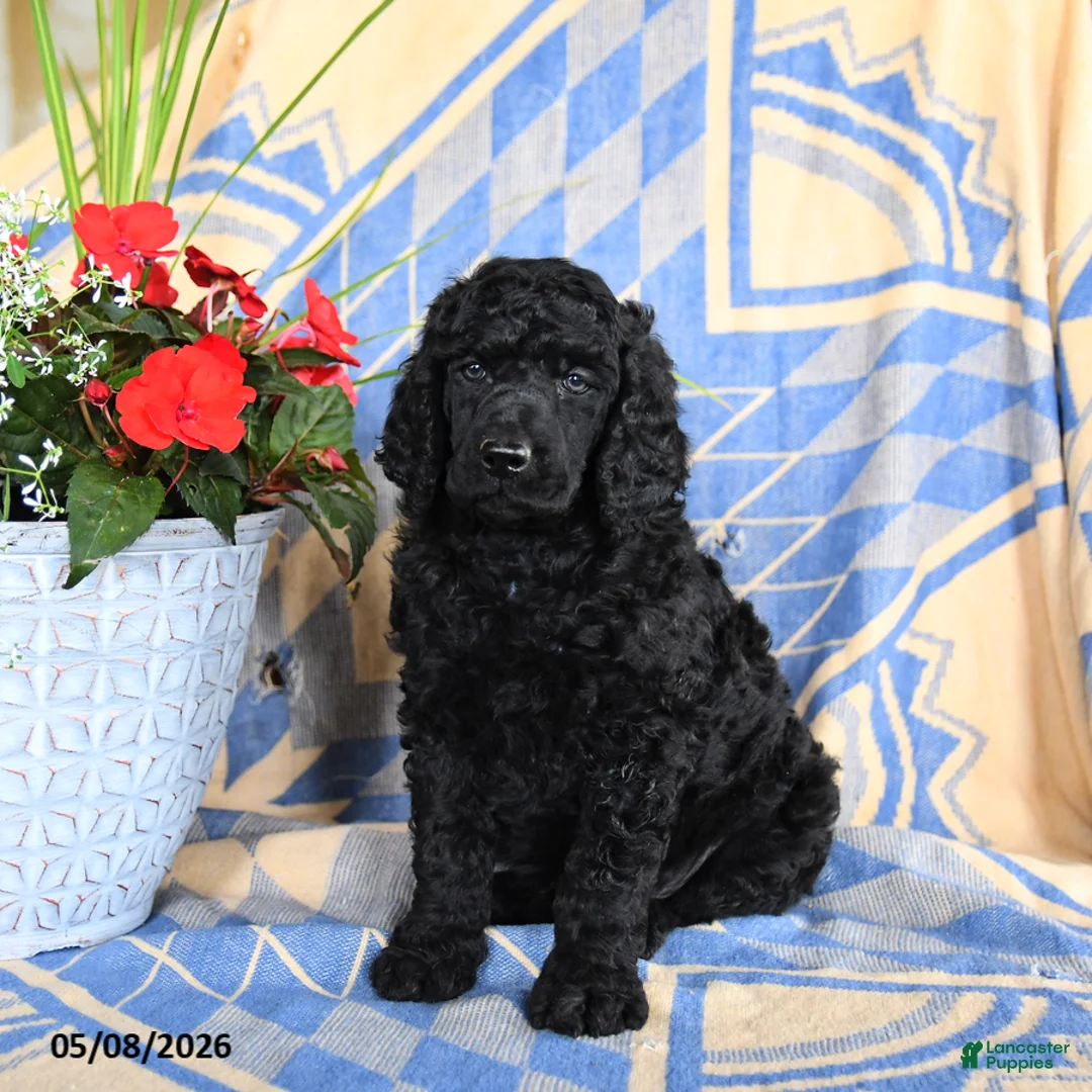 Standard Poodle dogs for sale: Visa - Ad 1
