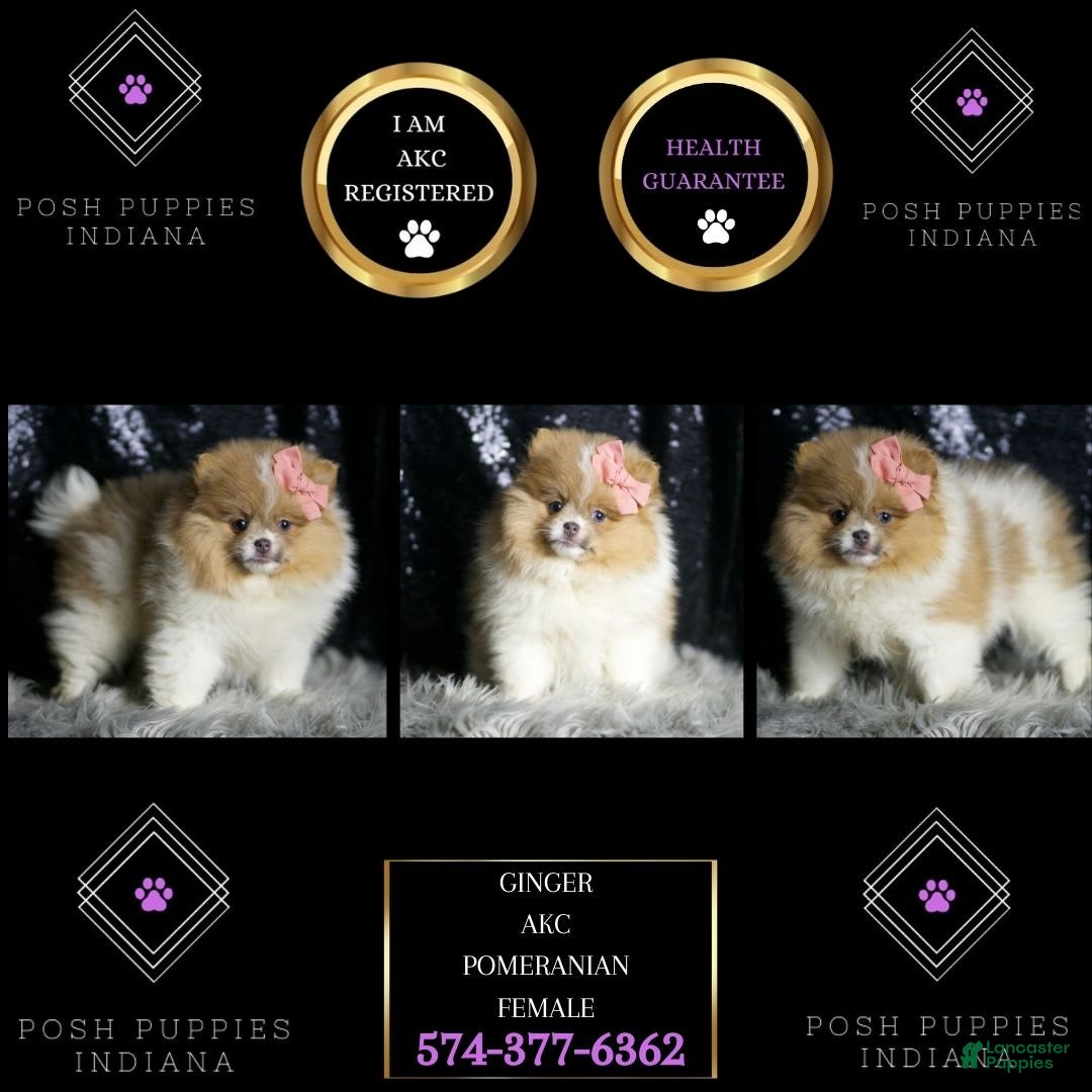 Pomeranian dogs Ginger - Ad 2