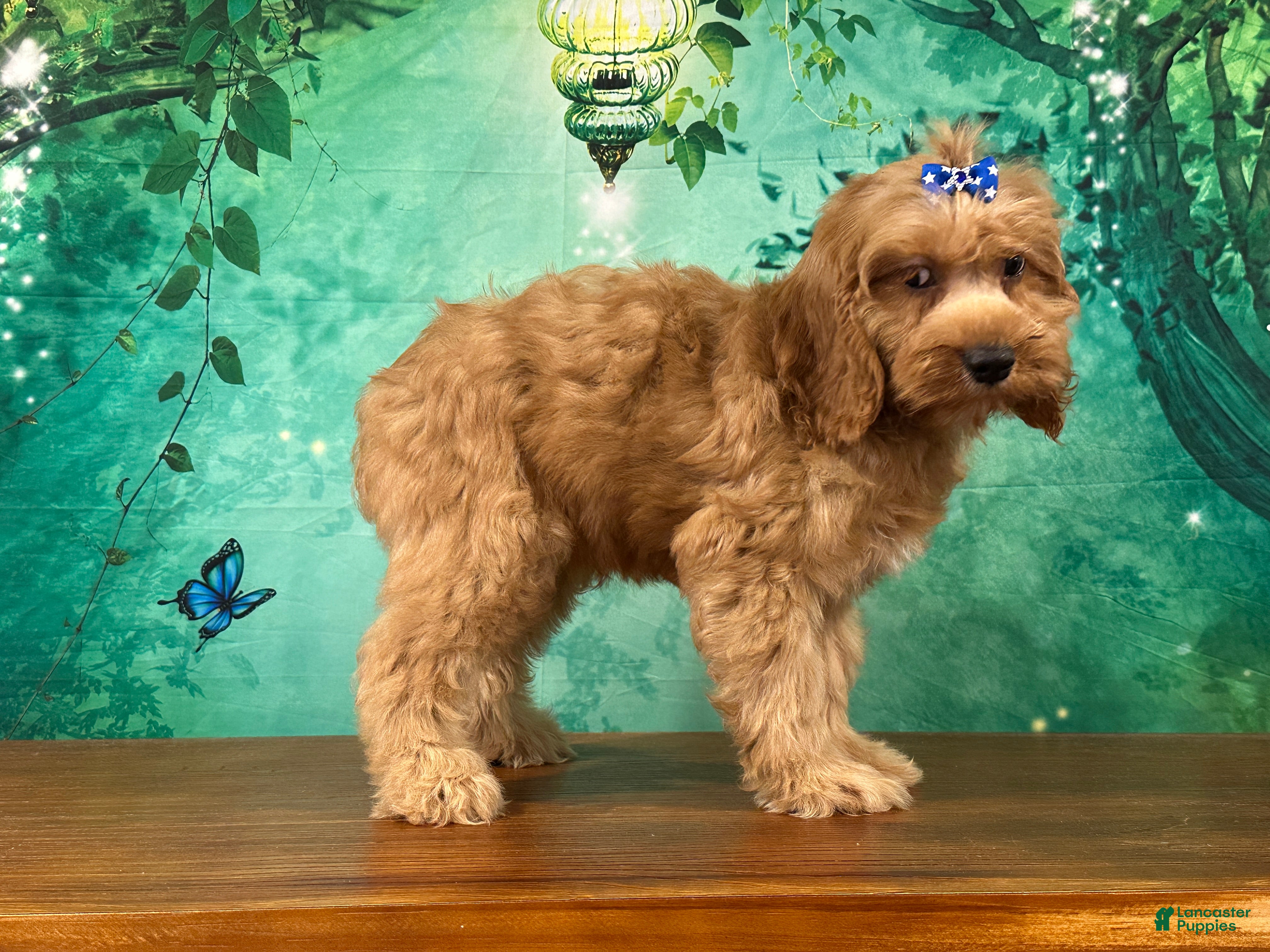 Cockapoo dogs Cupcake - Ad 2