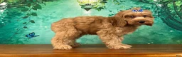 Cockapoo dogs for sale: Cupcake - Ad 2