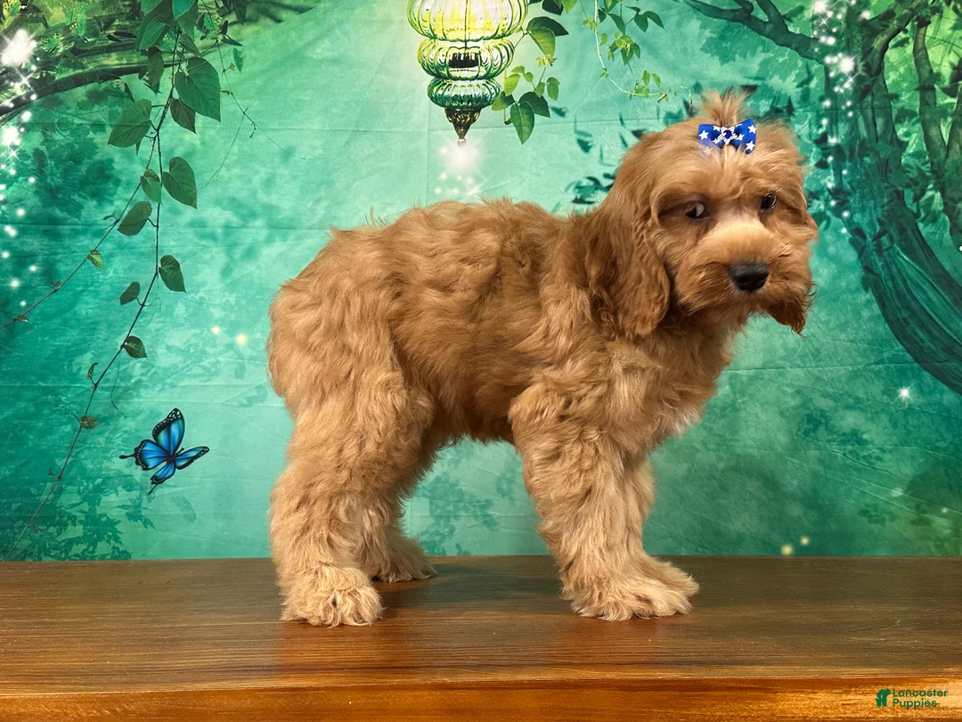 Cockapoo dogs for sale: Cupcake - Ad 2