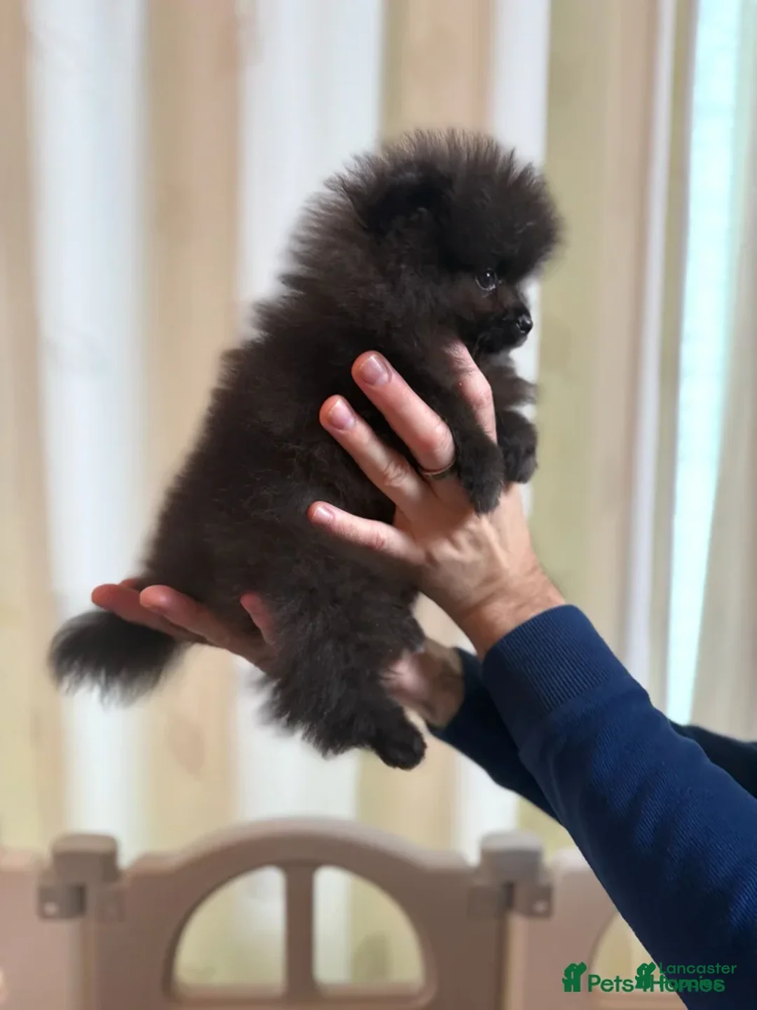 Pomeranian dogs for sale: Greg - Ad 14