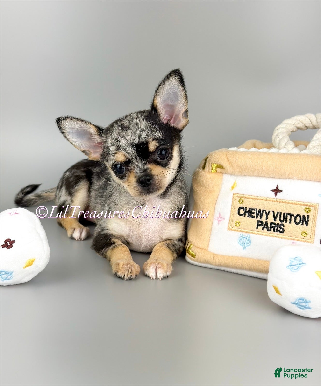 Chihuahua dogs Rochelle - Ad 9