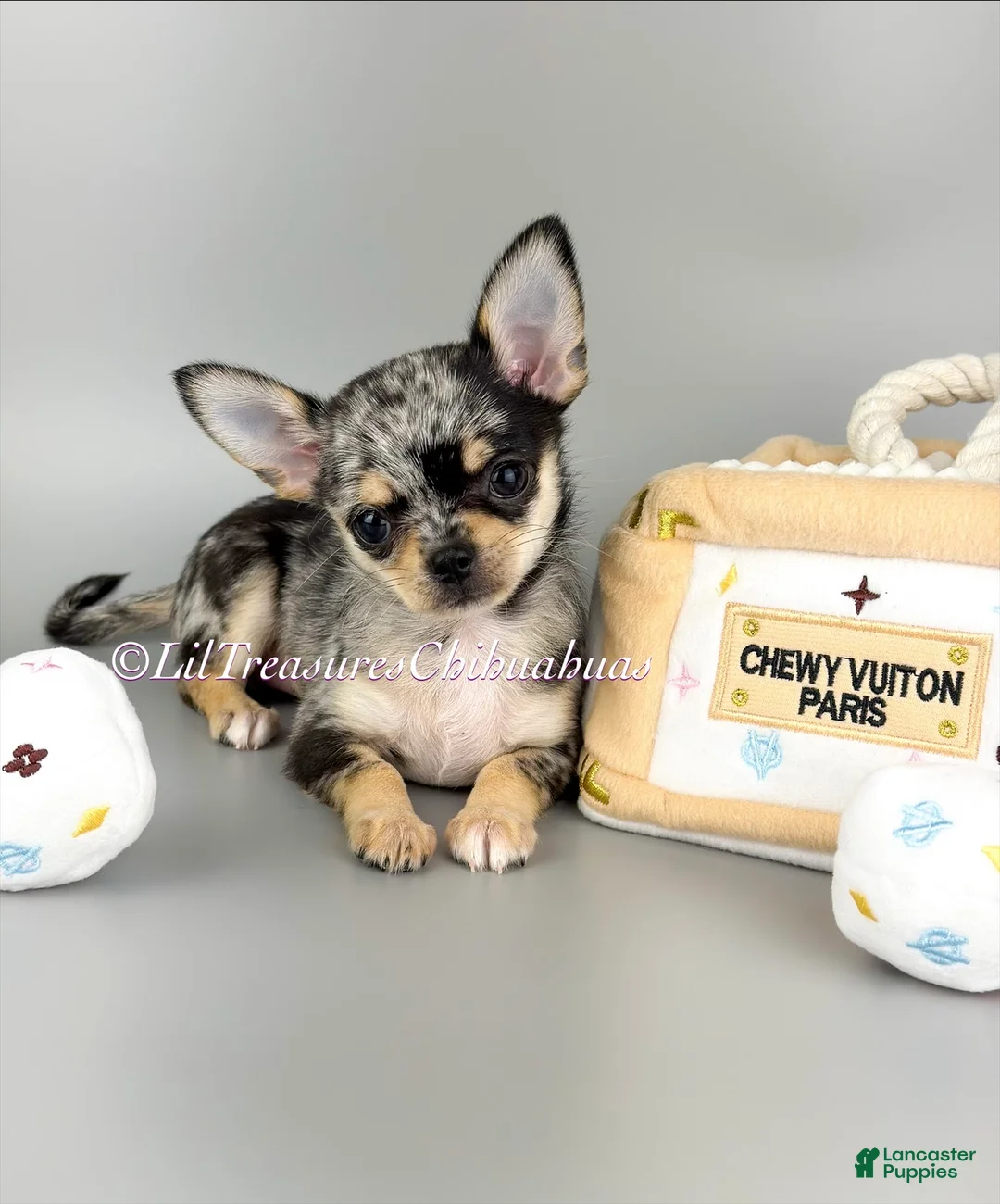 Chihuahua dogs for sale: Rochelle - Ad 1