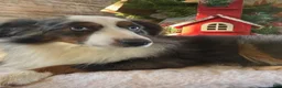 Miniature Australian Shepherd dogs for sale: Mia - Ad 9
