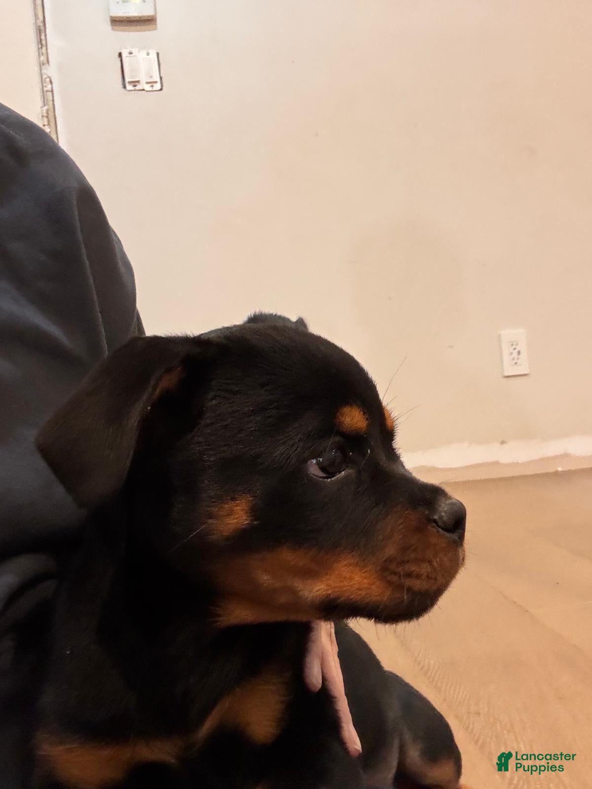 Rottweiler dogs for sale: Churro - Ad 2