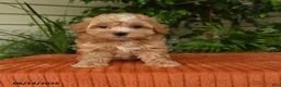 Maltipoo dogs for sale: Oaklyn - Ad 4