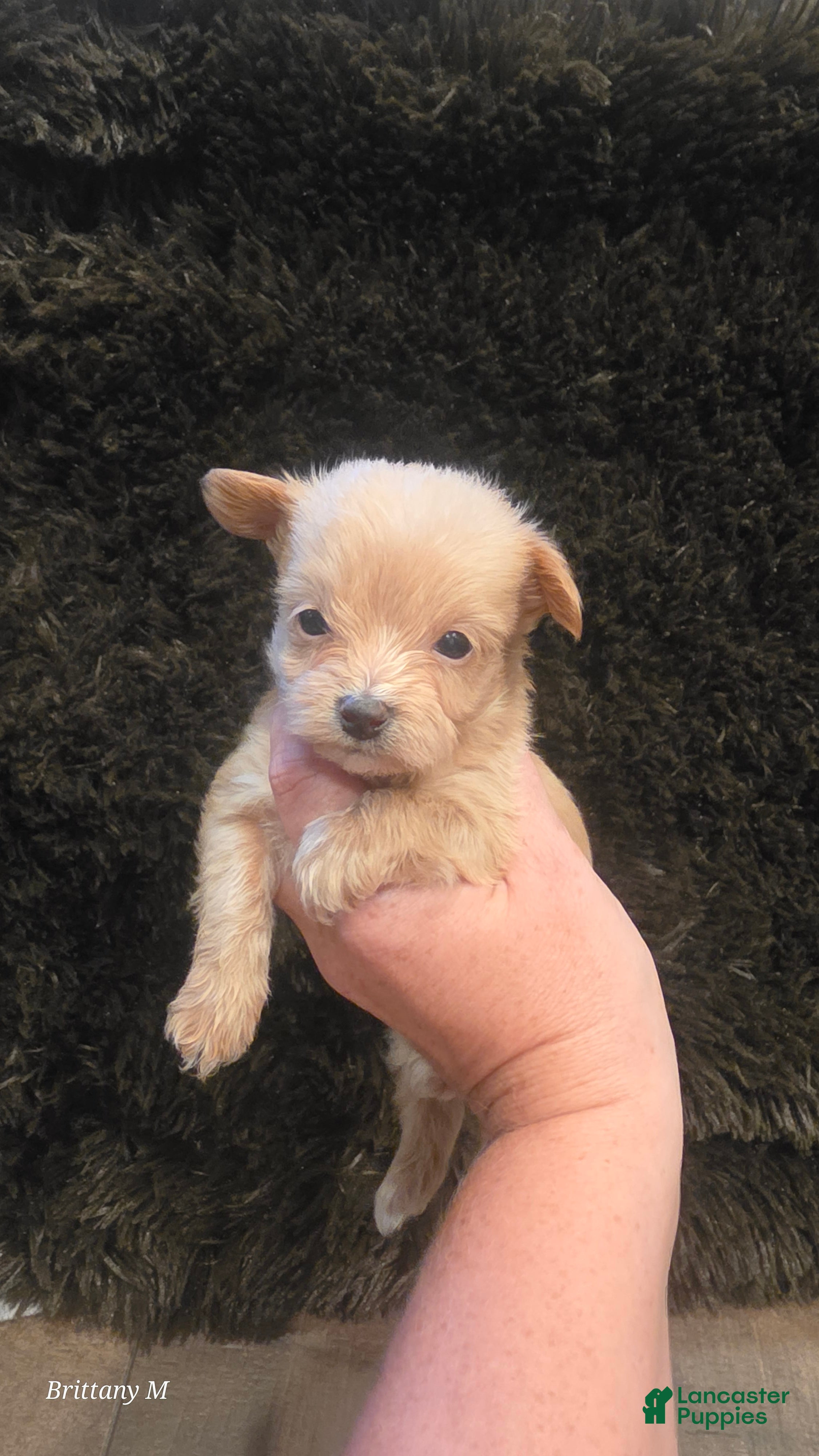 Yorkiepoo dogs Yorkiepoo 3 - Ad 8