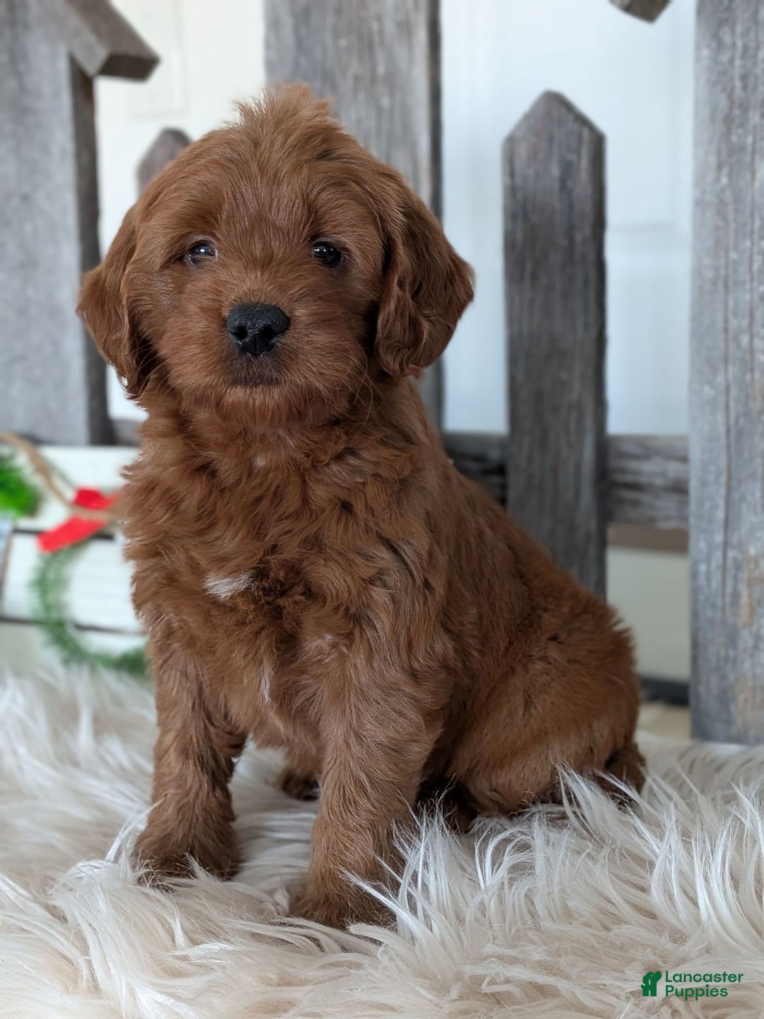 Goldendoodle dogs for sale: Honey  - Ad 4