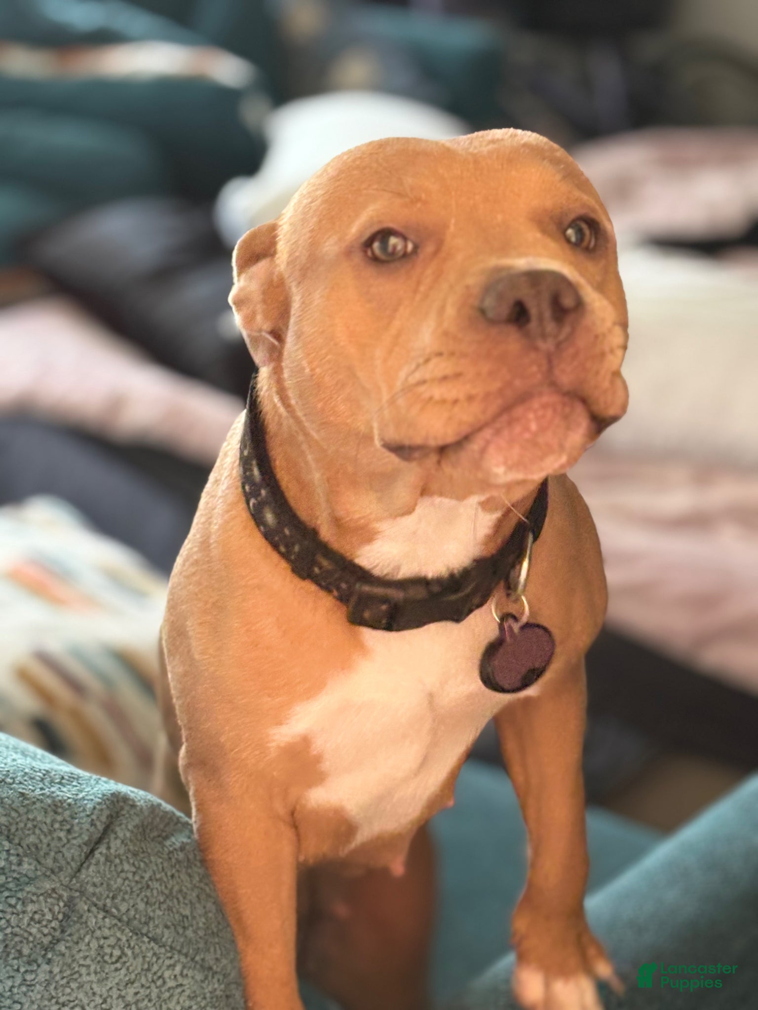 American Bully dogs for sale: American Bully Puppy 1 - Ad 2