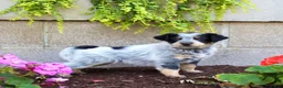 Australian Cattle Dog dogs for sale: Beauty - Ad 4