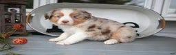 Australian Shepherd dogs for sale: Marky - Ad 3
